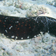 Sea cucumbers from Lakshadweep are smuggled for food and traditional medicine in China and some parts of southeast Asia.